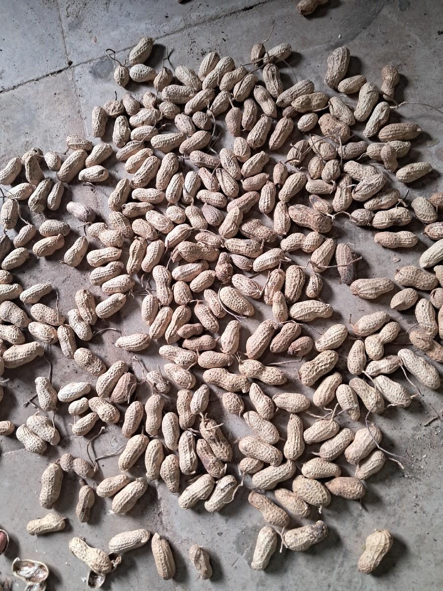 મગફળી બિયારણ