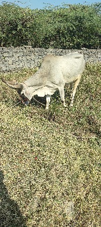 થંબનેલ 3