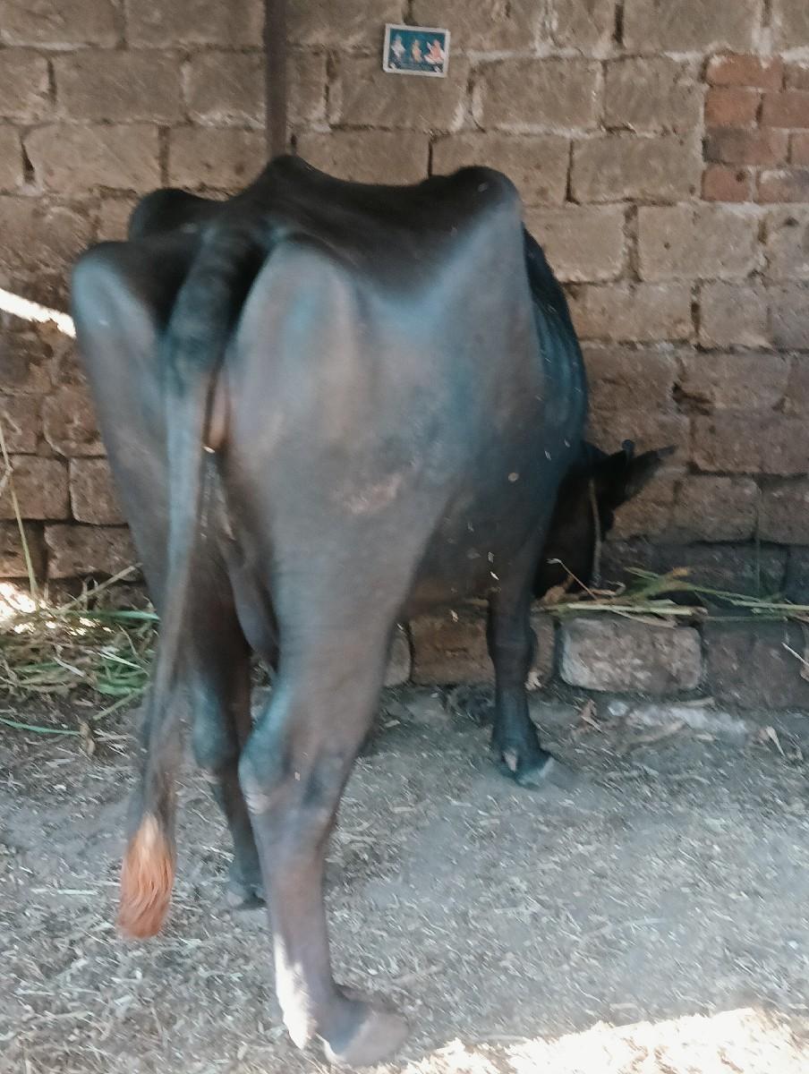 ભેંસ બે વેચવાની છે