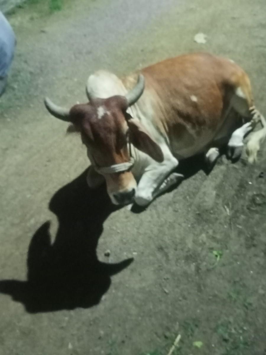 દેશી ગાય વેચવાની છે