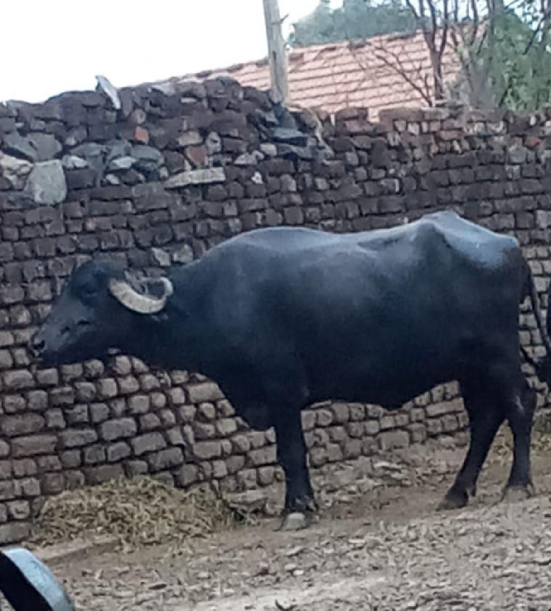 Bharat chavda. 9023869580