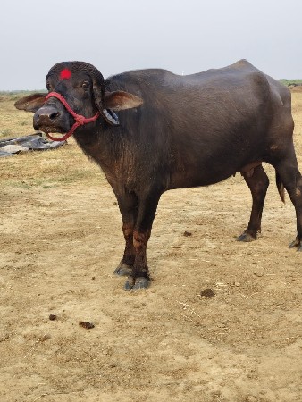 થંબનેલ 3