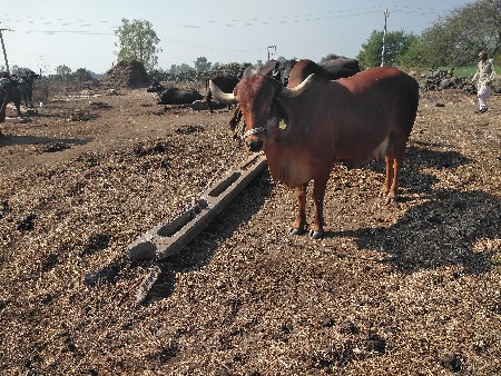 થંબનેલ 3