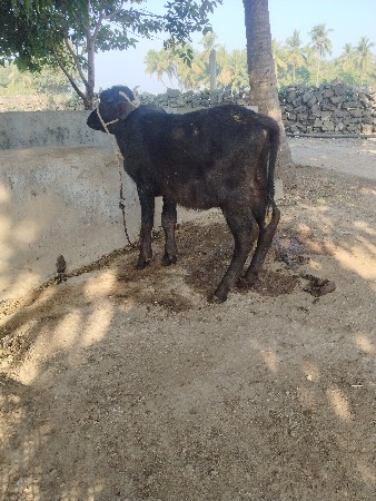 थंबनेल 3