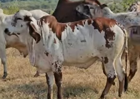 थंबनेल 2