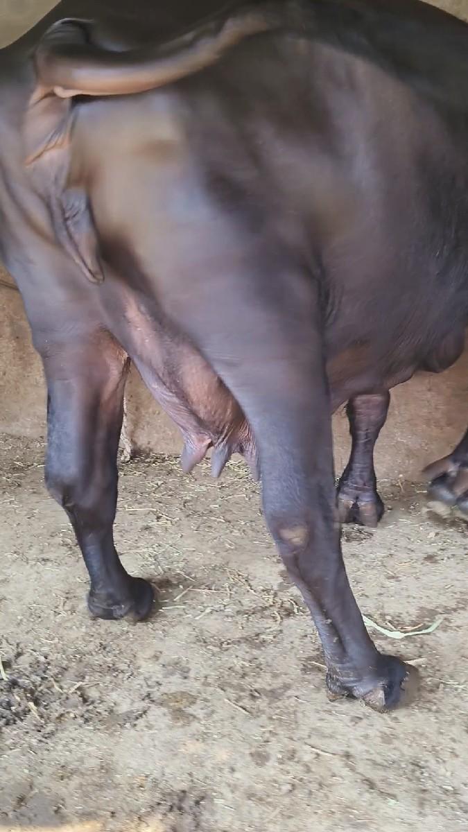 થંબનેલ 2