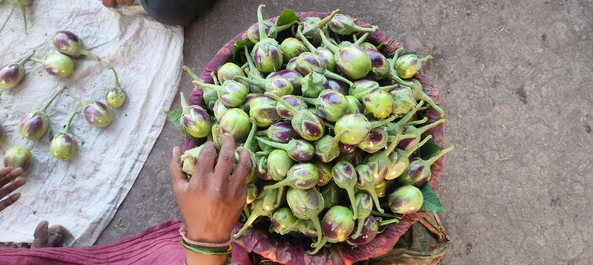 મોરપીંછ રીંગણા નું બીયારણ વેસવાનુ