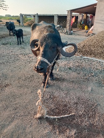 ગાભણ ખડેલી વેચવાની છે.
