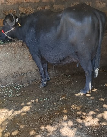 थंबनेल 3