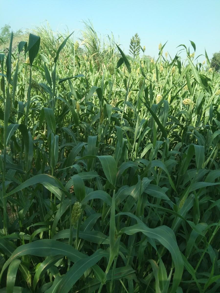 લીલી જુવાર (lili juvar ) gudhri