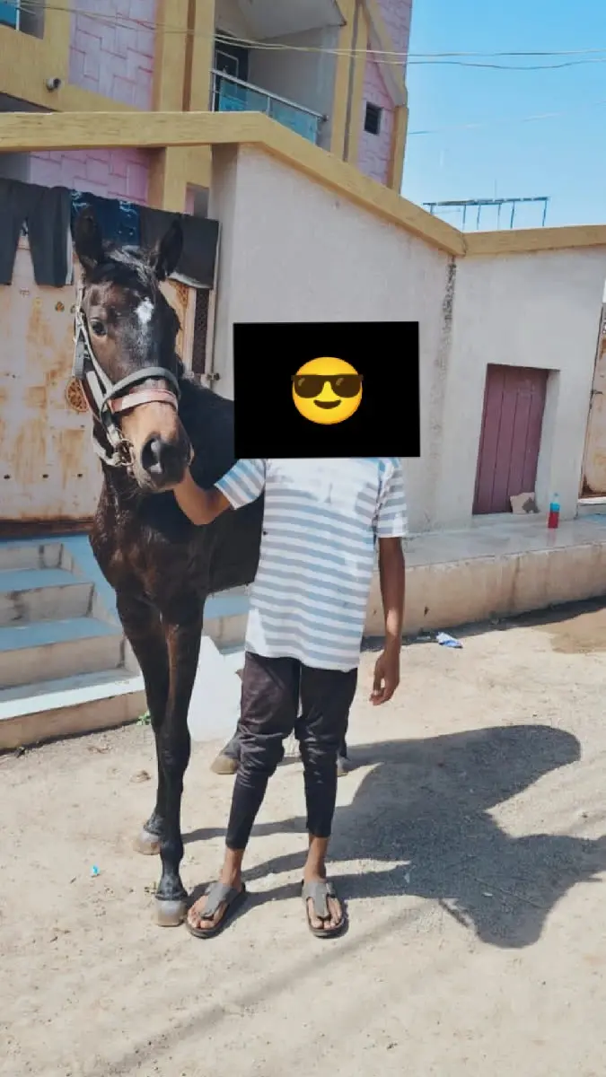 વછેરી દેવાની છે