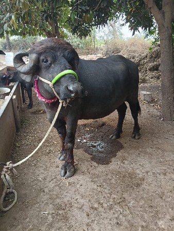 ભેંસ વેચવાની છે