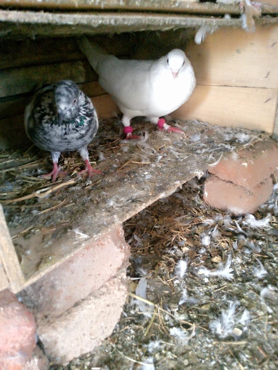 થંબનેલ 3