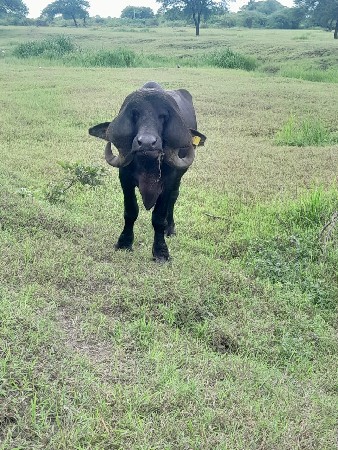 પાડો વેચવાનો છે