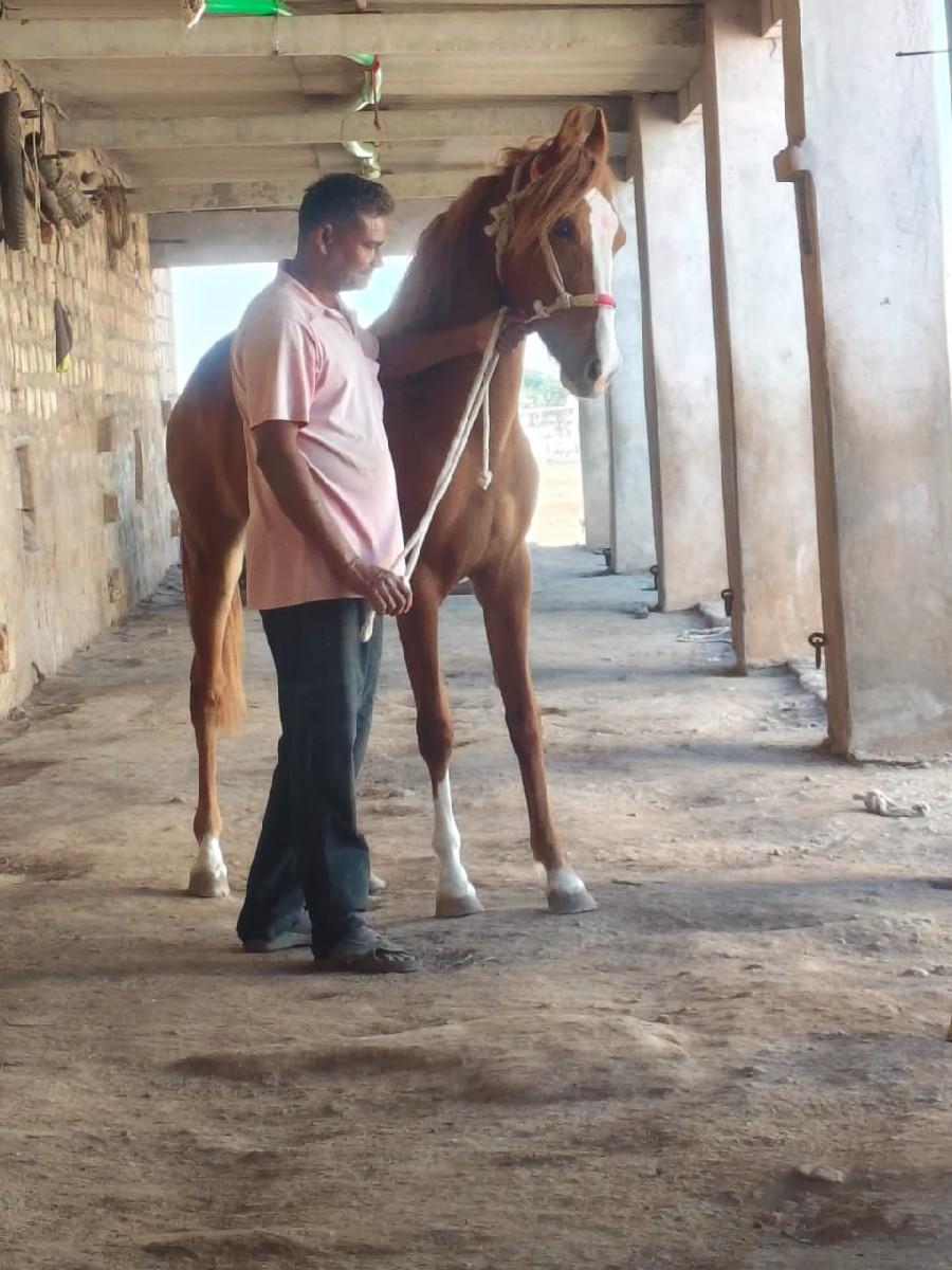 વછેરી વેચવાની છે