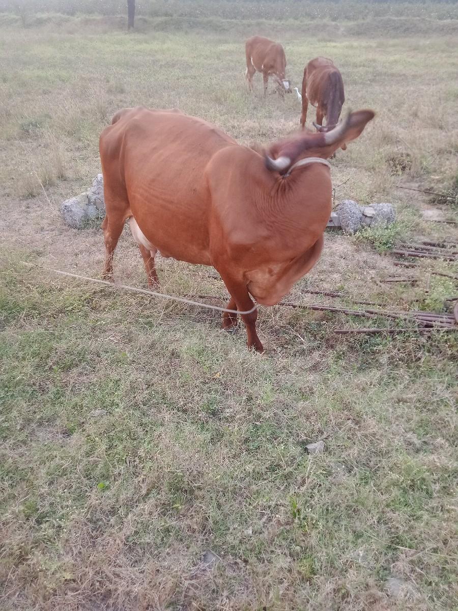 थंबनेल 2