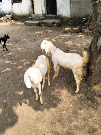 bakri vrchavaniche 2