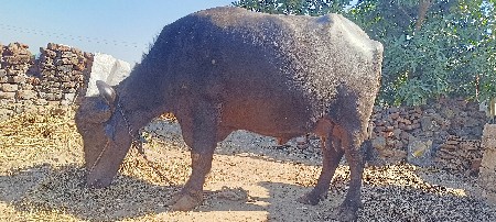 1 વેતર ની છે.