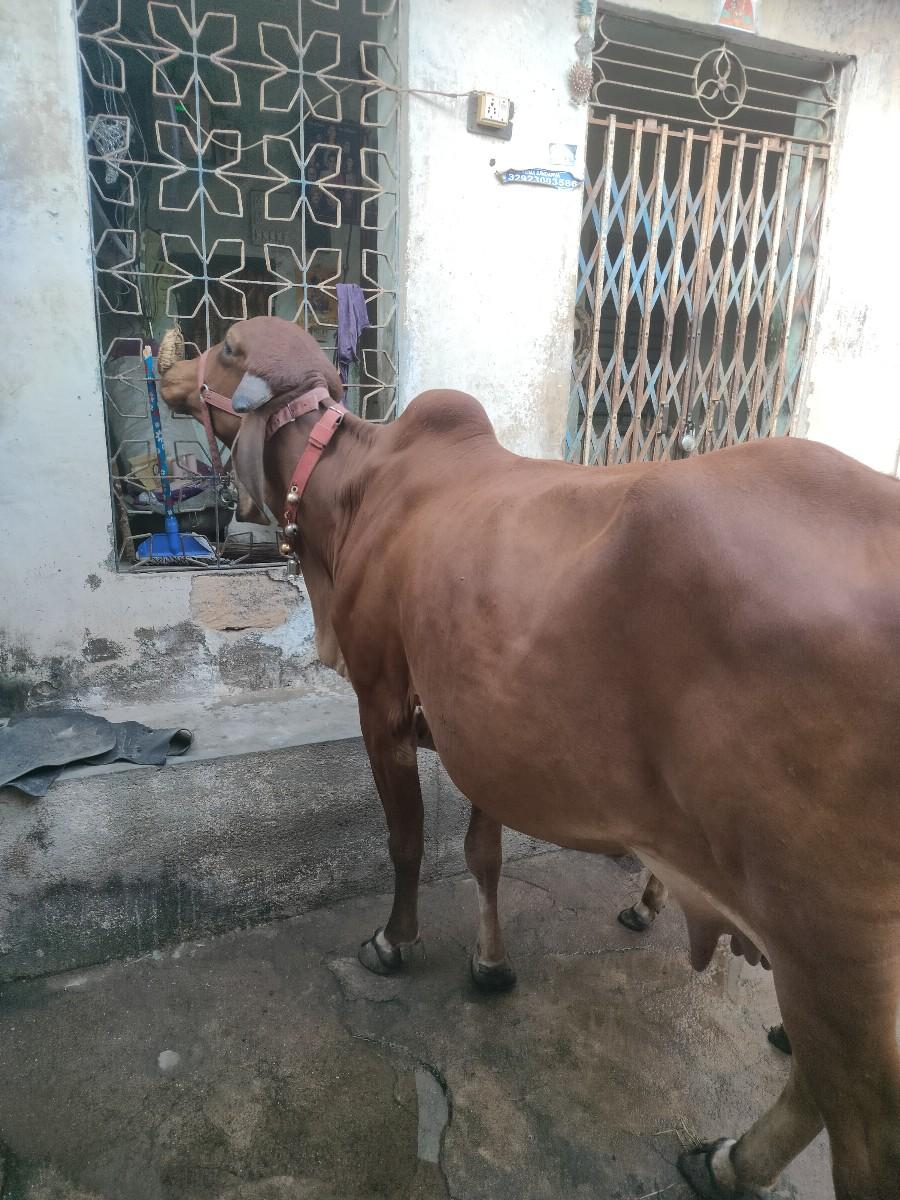 થંબનેલ 2