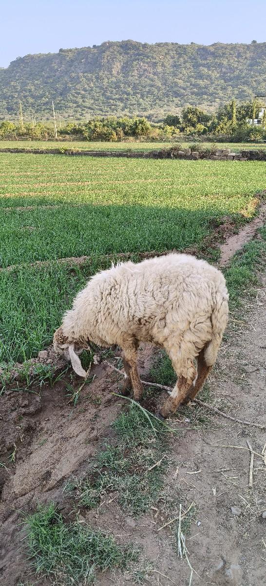 આ ઘેટુ દોઢ વરસનો છે