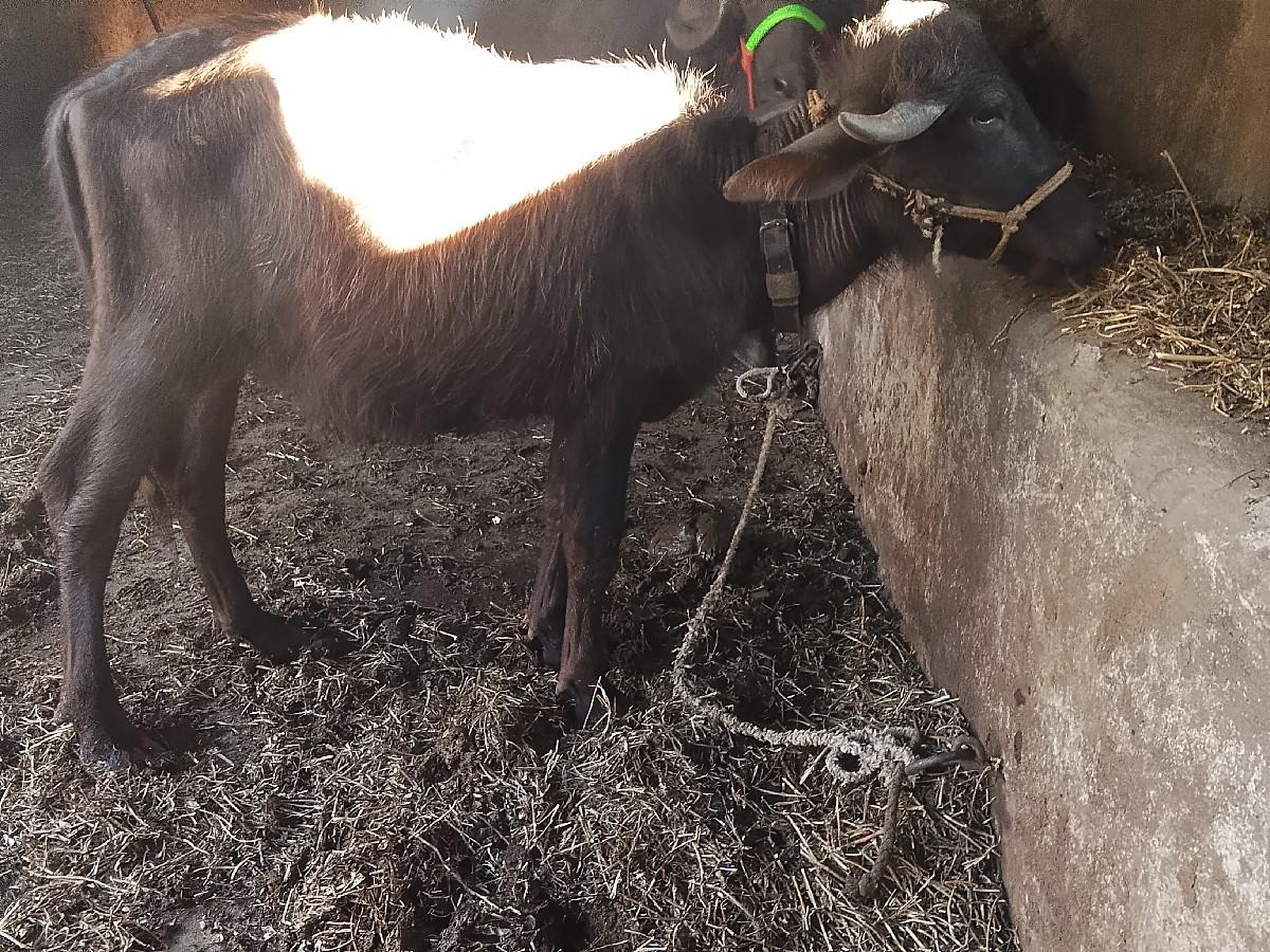 थंबनेल 3