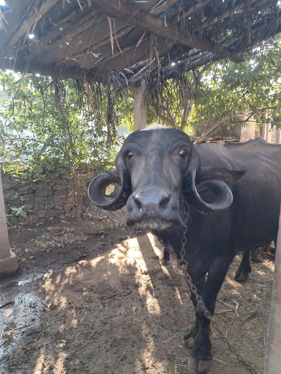 थंबनेल 3