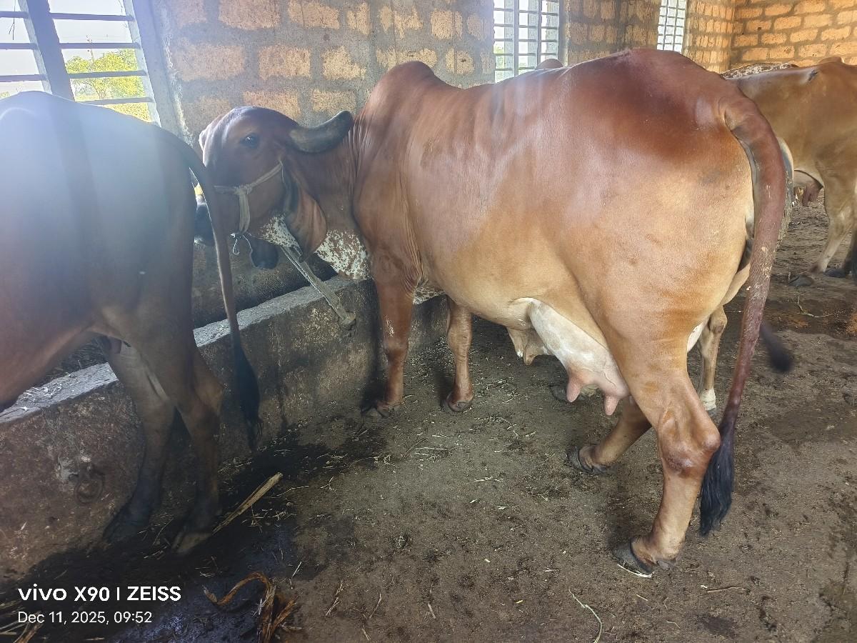 थंबनेल 3