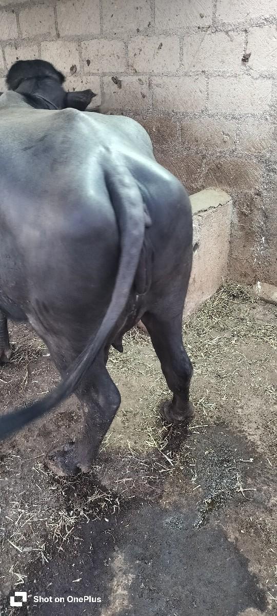 થંબનેલ 2