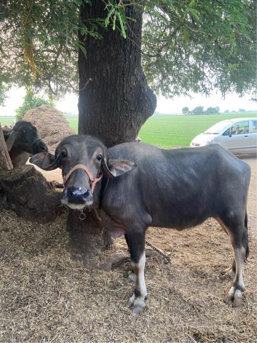 થંબનેલ 3