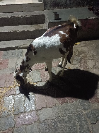 પતિરિ બકરિ