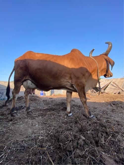 થંબનેલ 2