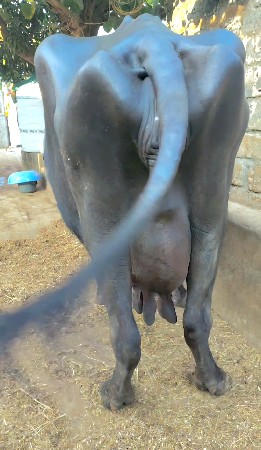 થંબનેલ 2