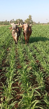 બળદ વેચવાના છે.