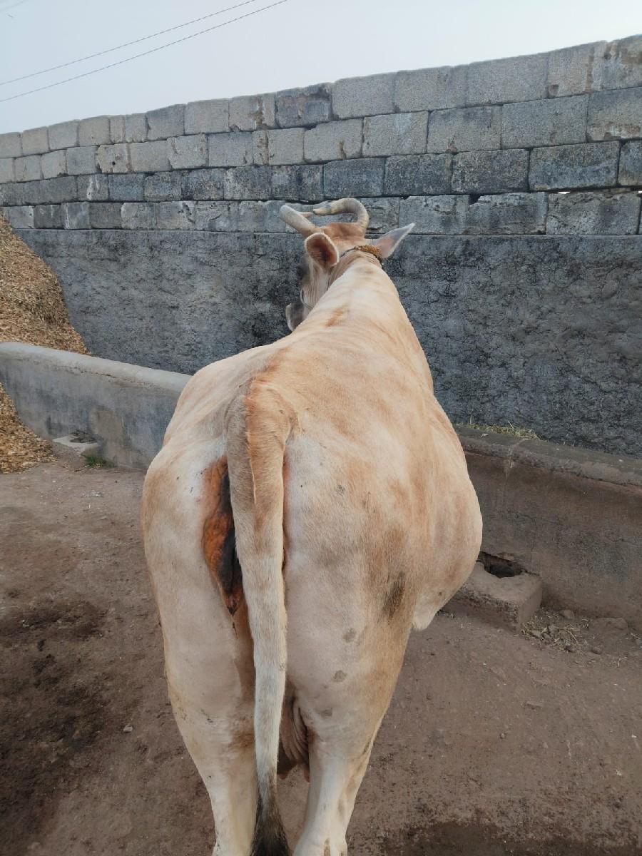 थंबनेल 3