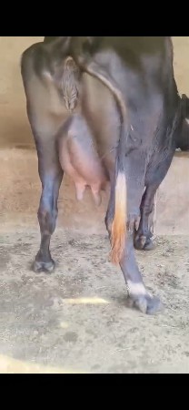 ભેંસ વેચવાની છે