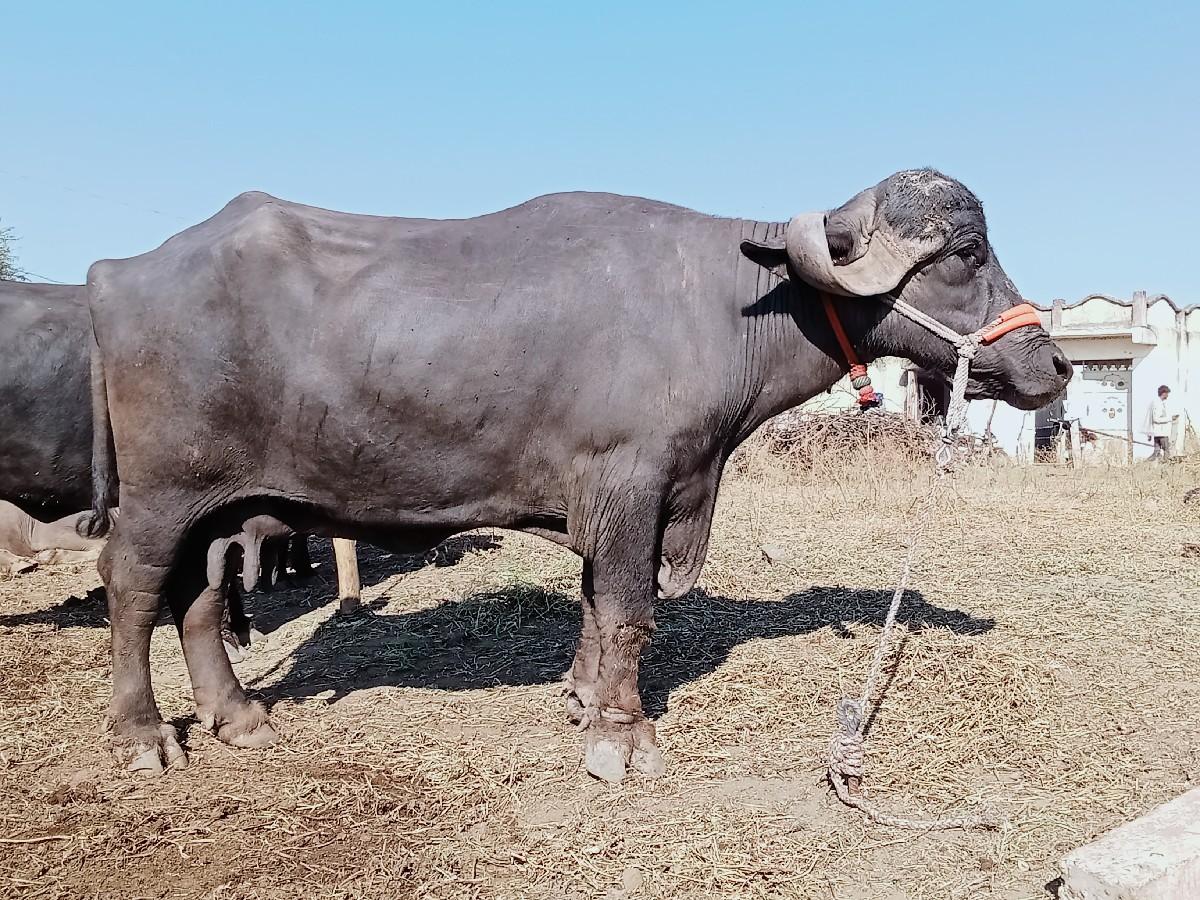 થંબનેલ 2