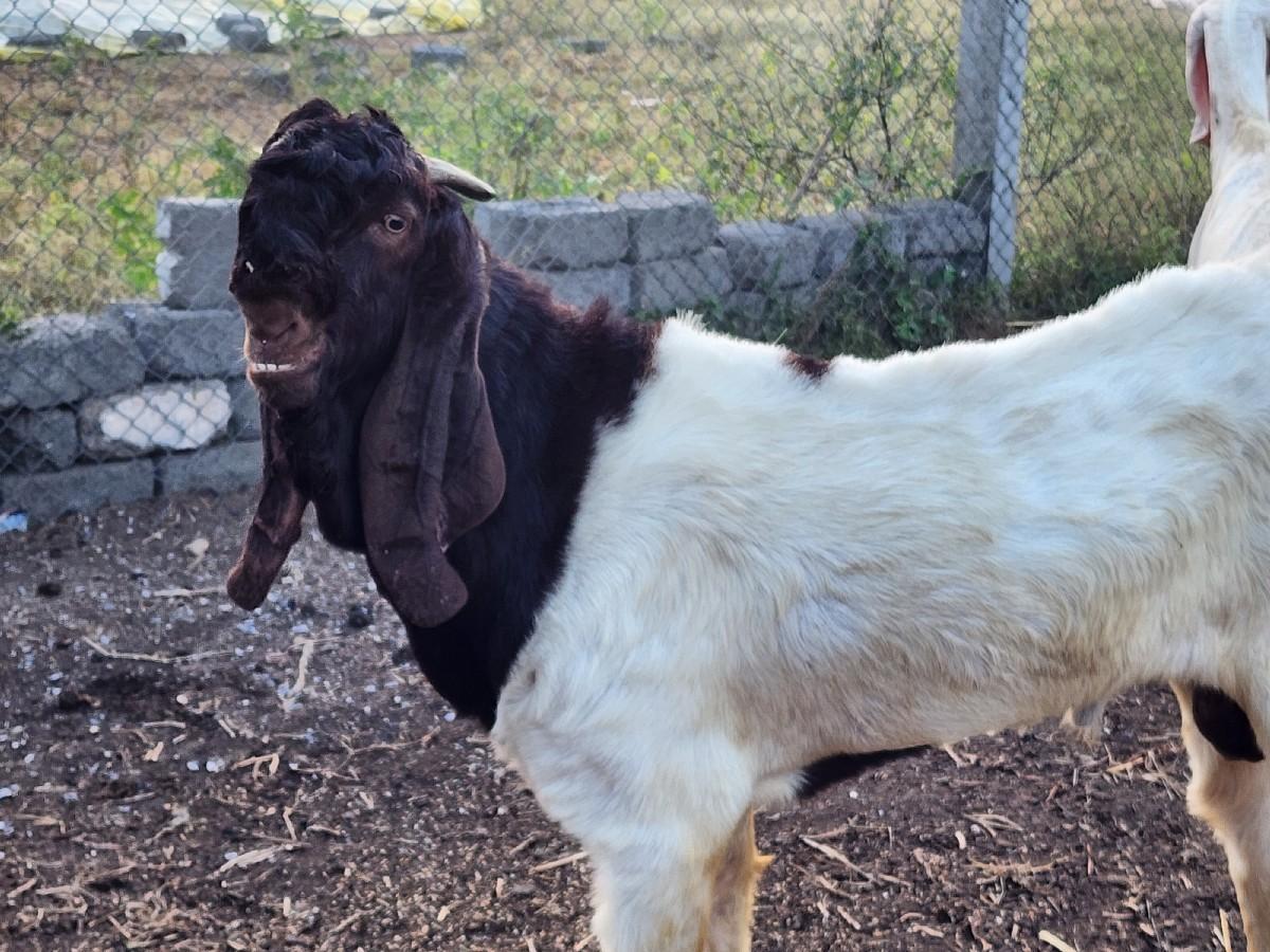 સોજત ગુલાબી