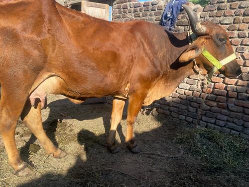 थंबनेल 2