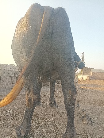 थंबनेल 2