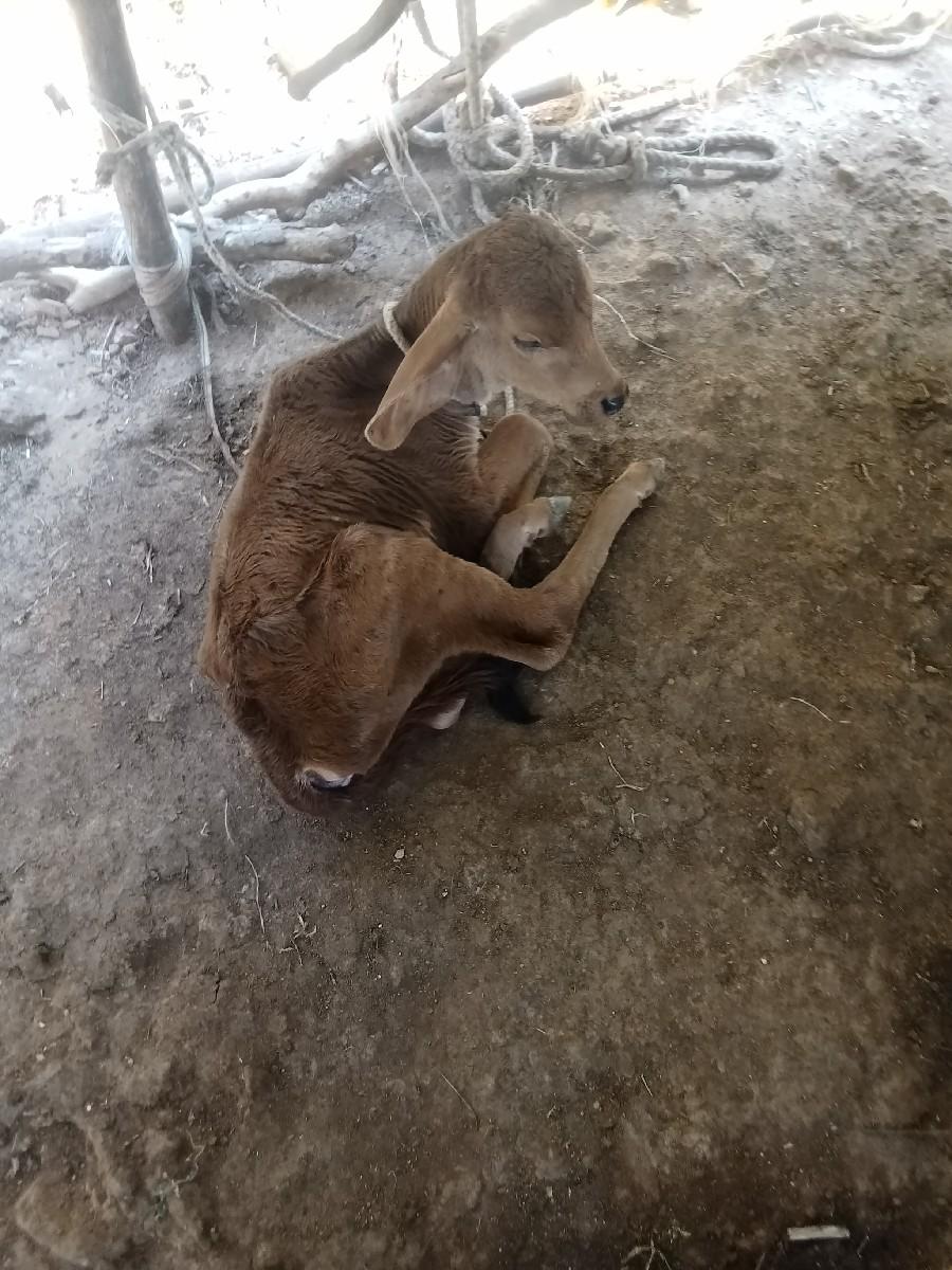 ગાય વેચવાની છે