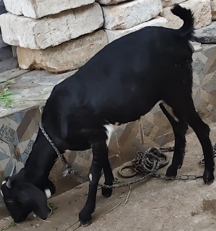 थंबनेल 2