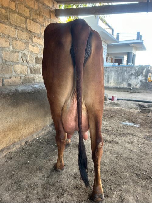 ગાય વેચવાની છે