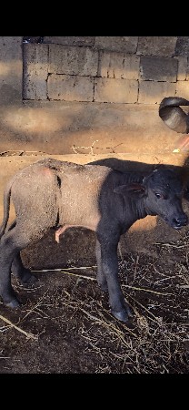 થંબનેલ 6