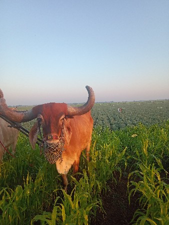 bradh vesvano se 4 dhar