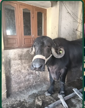 ભેંસ વેચવાની છે.