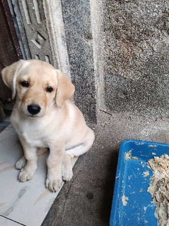 લેબ્રાડોર