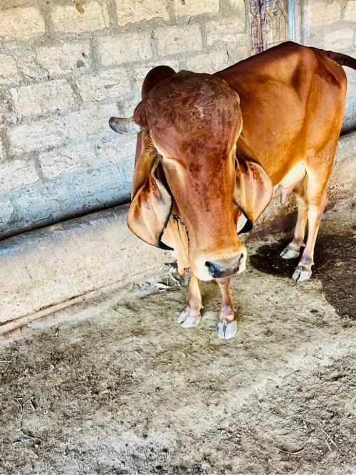 थंबनेल 2