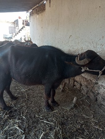 थंबनेल 3