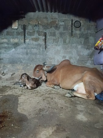 થંબનેલ 3