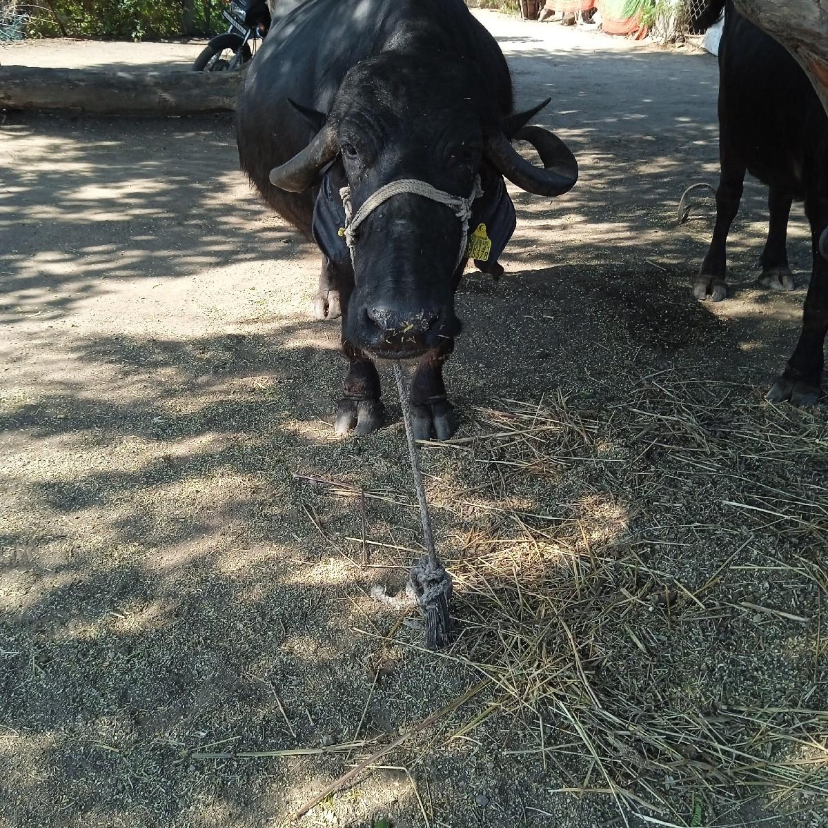 थंबनेल 3